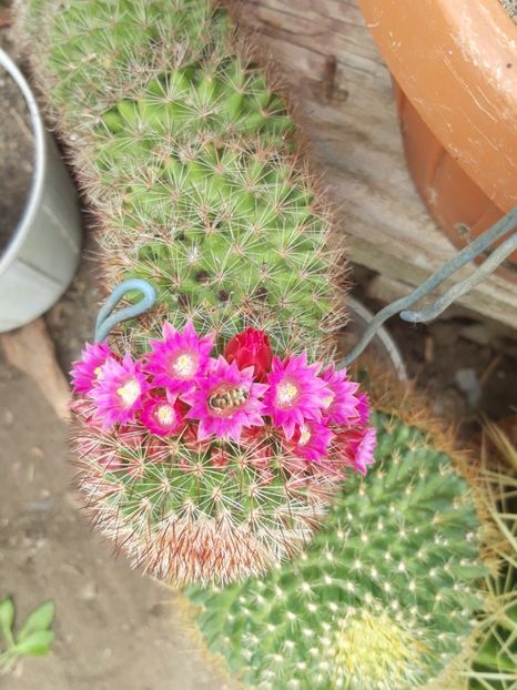 20190604_145746[1] - cactusii mei