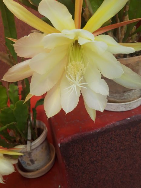 20190605_103957[2] - cactusii mei