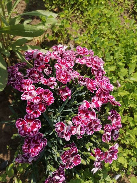  - Mai 2019