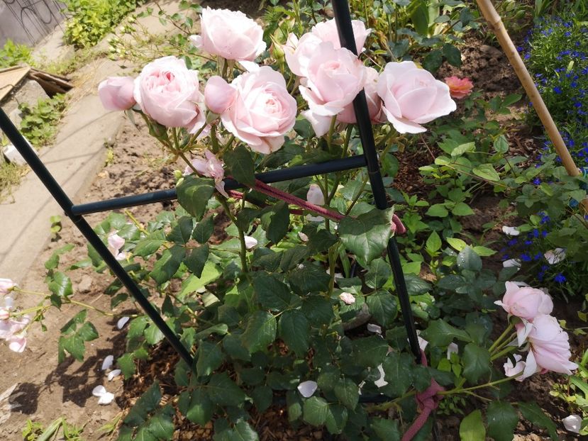  - Mai 2019