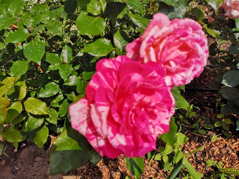  - Mai 2019