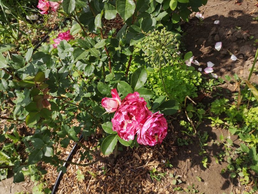  - Mai 2019