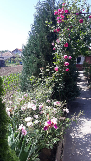  - Gradina si trandafirii 2019