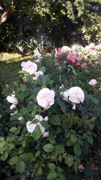  - Gradina si trandafirii 2019