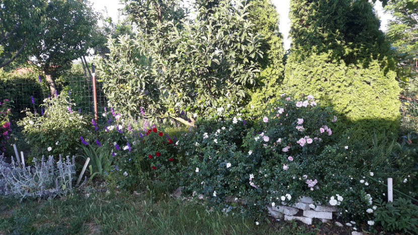  - Gradina si trandafirii 2019