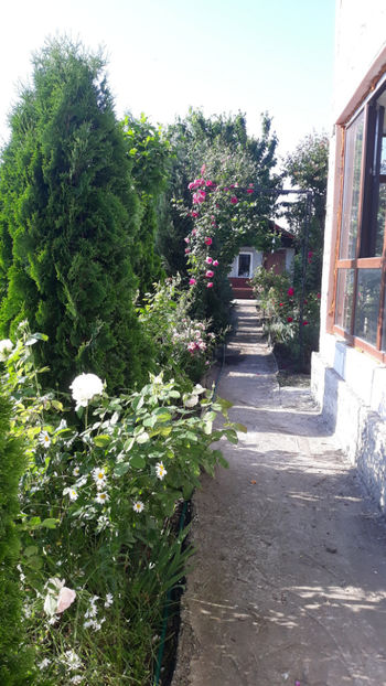  - Gradina si trandafirii 2019