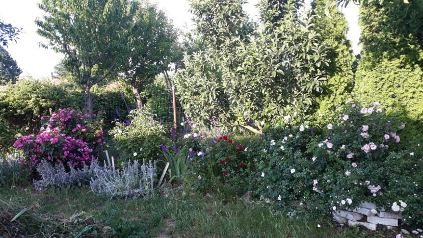  - Gradina si trandafirii 2019