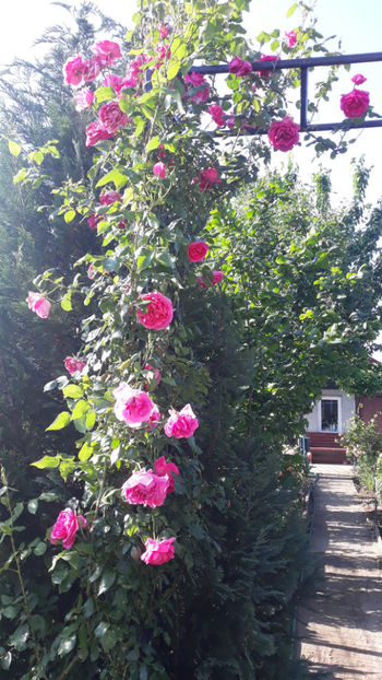  - Gradina si trandafirii 2019