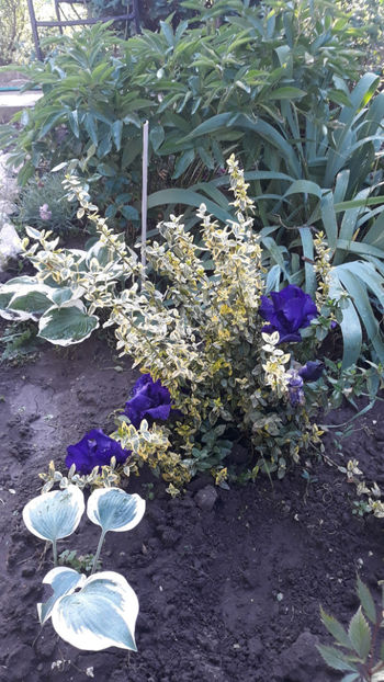  - Gradina si trandafirii 2019