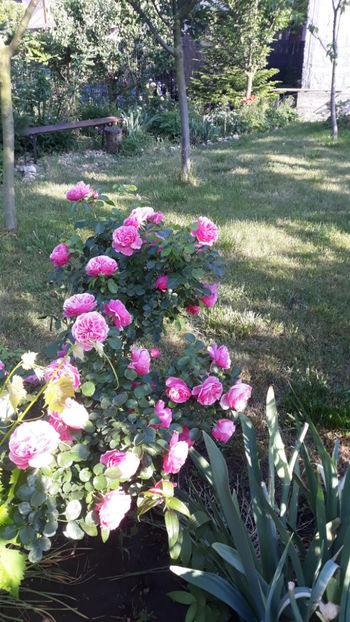 - Gradina si trandafirii 2019