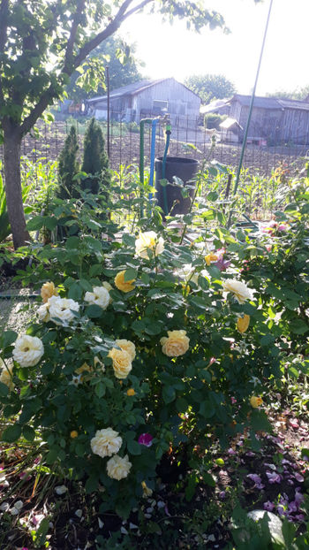  - Gradina si trandafirii 2019