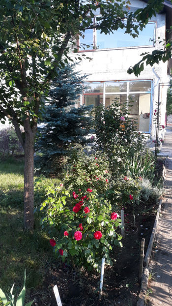  - Gradina si trandafirii 2019