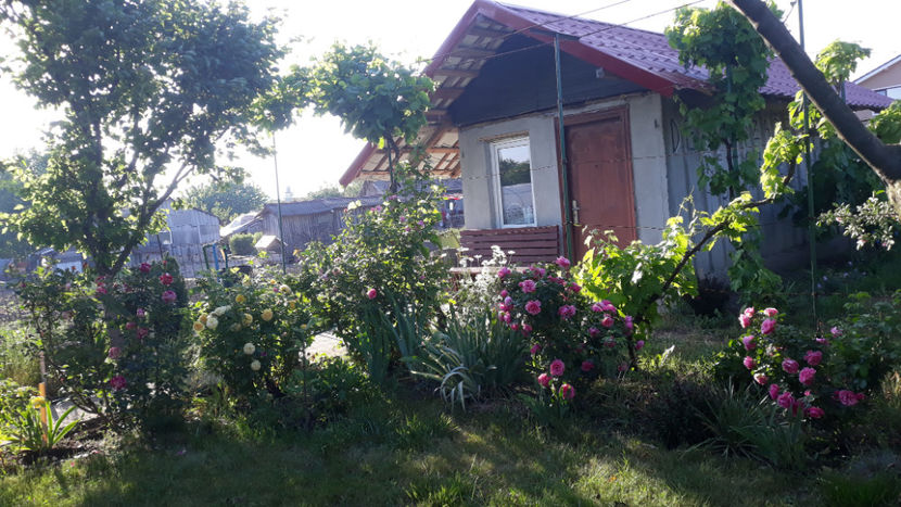  - Gradina si trandafirii 2019