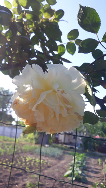  - Gradina si trandafirii 2019