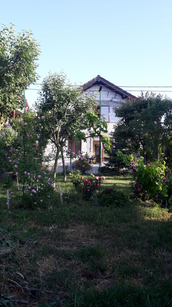  - Gradina si trandafirii 2019