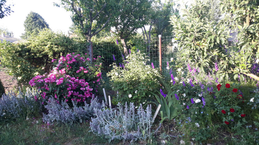  - Gradina si trandafirii 2019