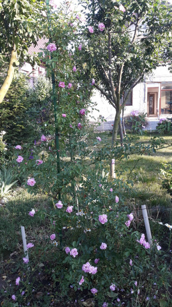  - Gradina si trandafirii 2019