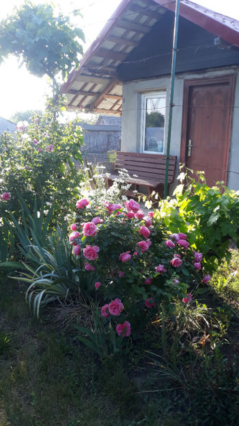  - Gradina si trandafirii 2019