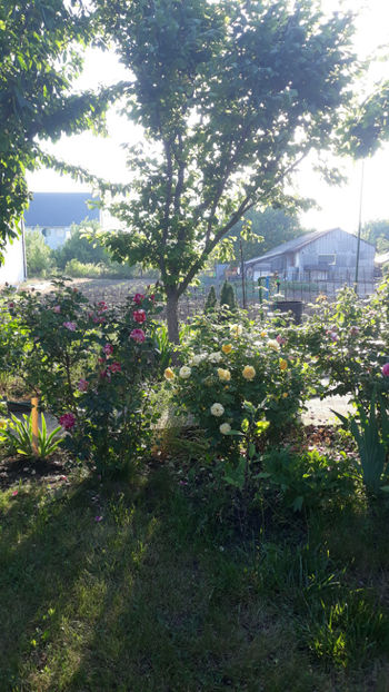  - Gradina si trandafirii 2019