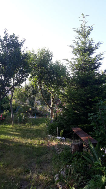  - Gradina si trandafirii 2019