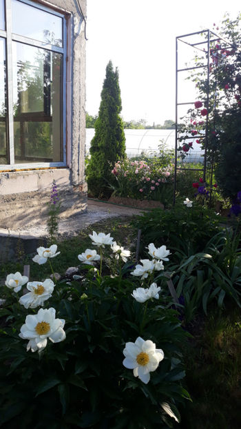  - Gradina si trandafirii 2019