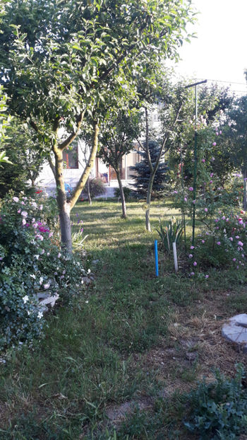  - Gradina si trandafirii 2019