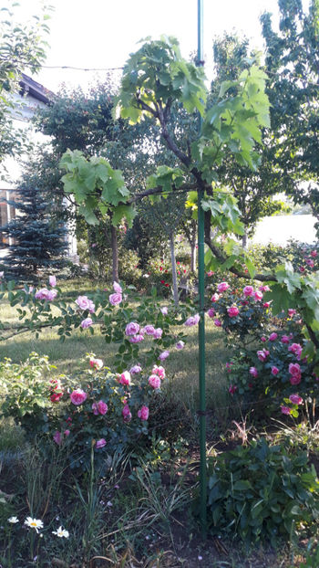  - Gradina si trandafirii 2019