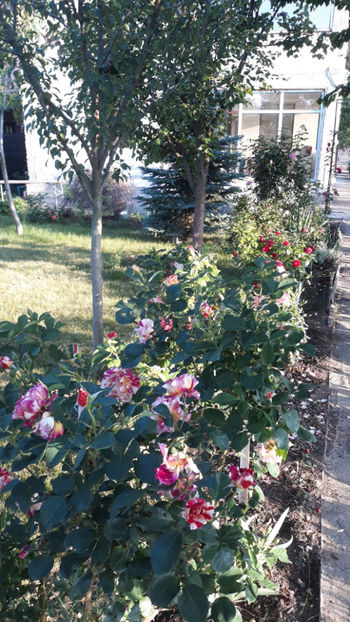  - Gradina si trandafirii 2019