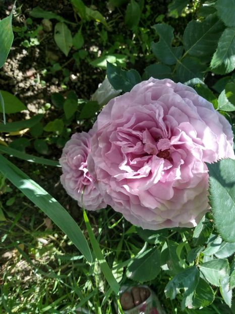 Lavander ice - Trandafiri 2019