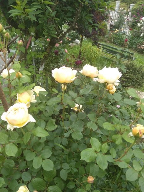 Jude the obscure - Trandafiri 2019