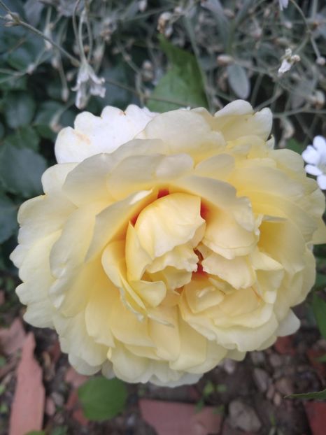 Sun And the heart - Trandafiri 2019