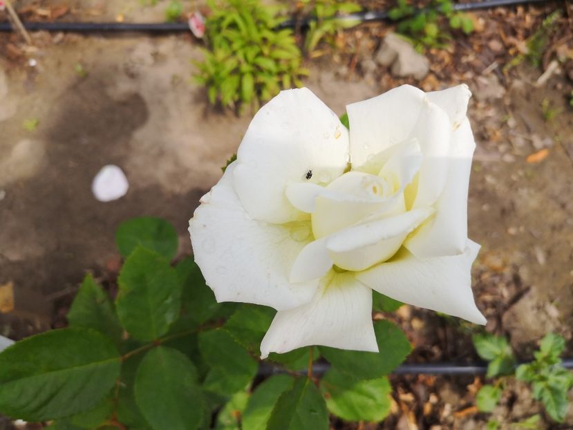  - Mai 2019