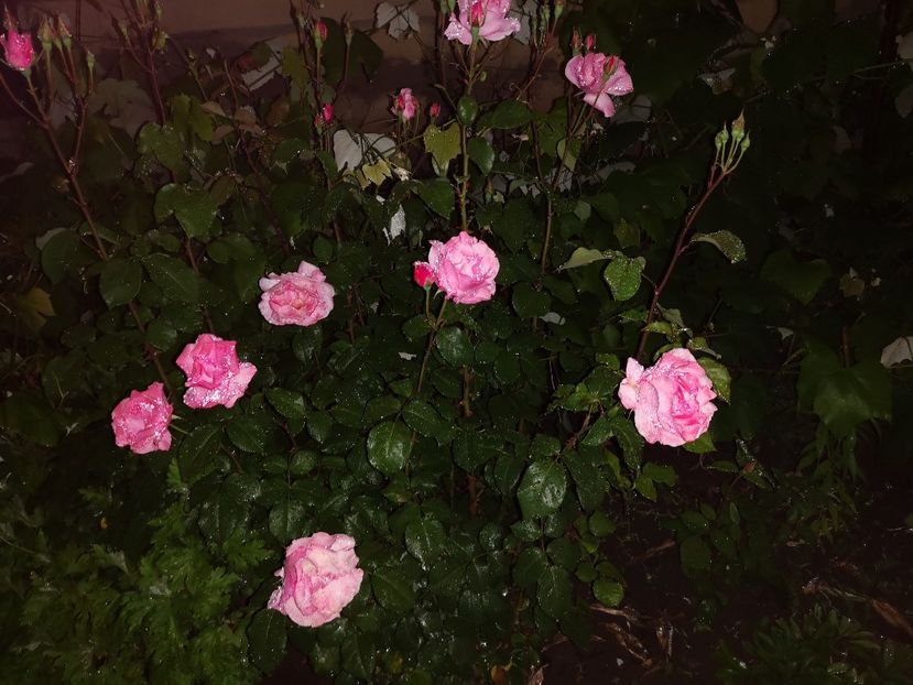  - Mai 2019