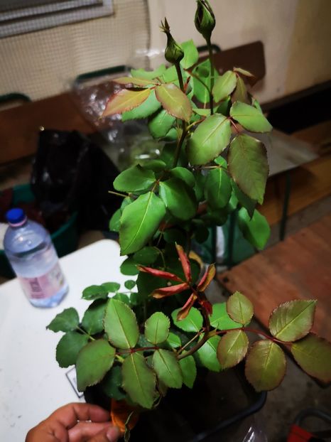  - Mai 2019