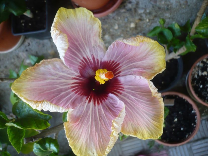 05.06.2019 - HIBISCUSI 2019-1