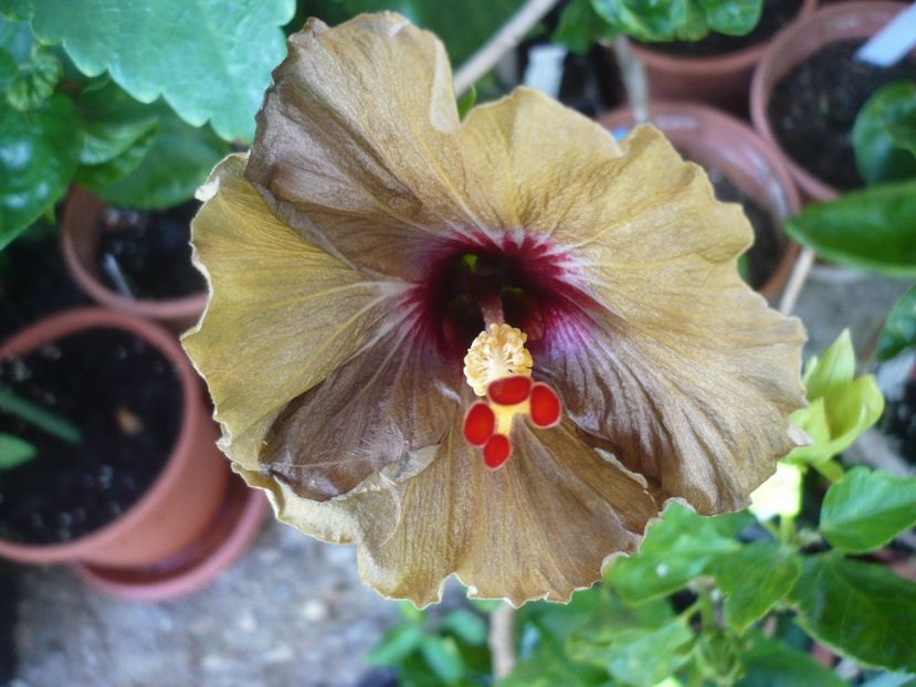 P1410670 - HIBISCUSI 2019-1