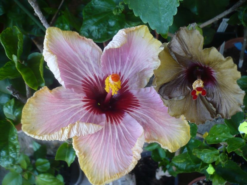 P1410671 - HIBISCUSI 2019-1