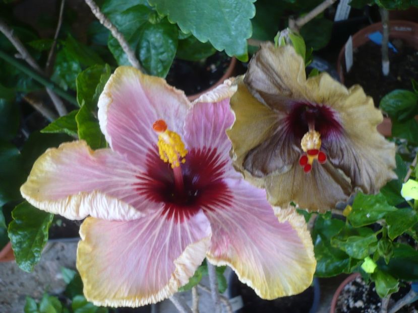 P1410673 - HIBISCUSI 2019-1