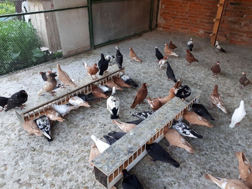  - I _ carunculați 2019