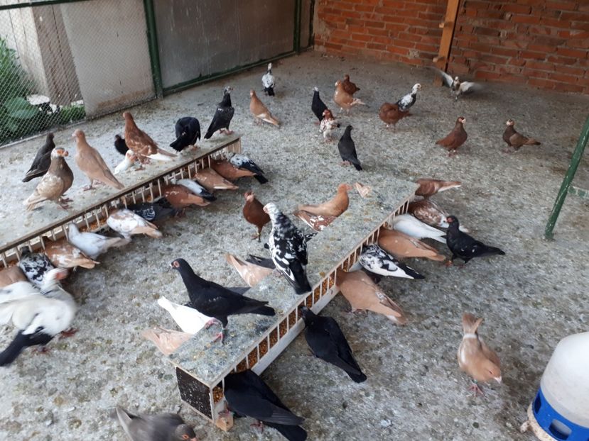  - I _ carunculați 2019