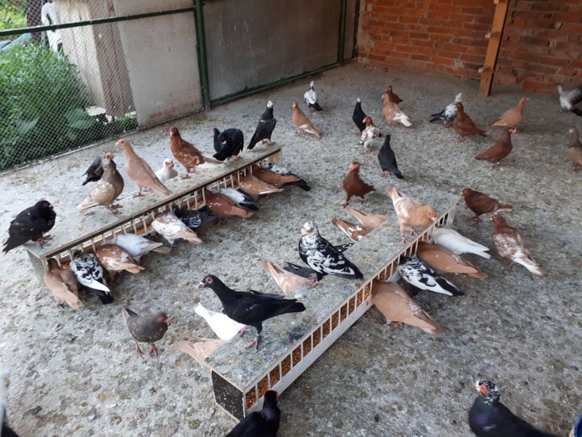  - I _ carunculați 2019