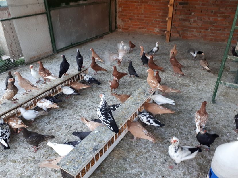  - I _ carunculați 2019