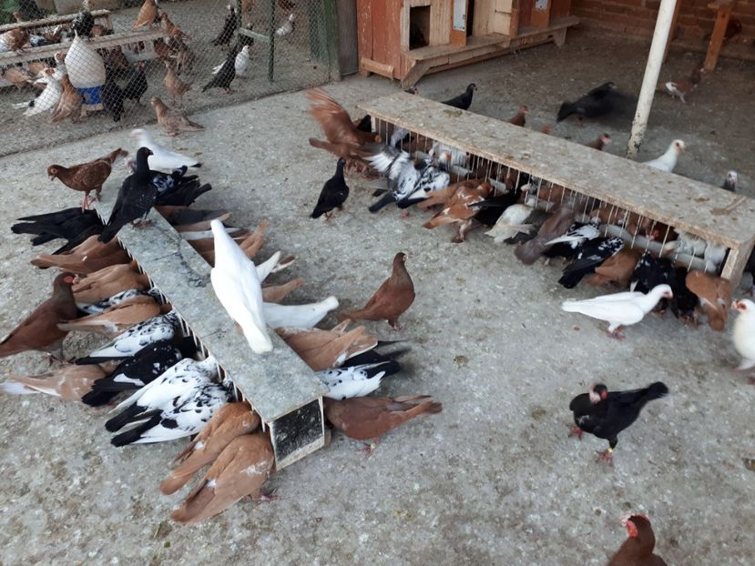  - I _ carunculați 2019