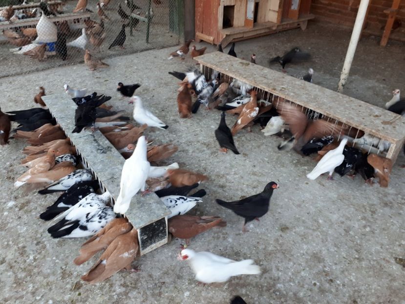  - I _ carunculați 2019