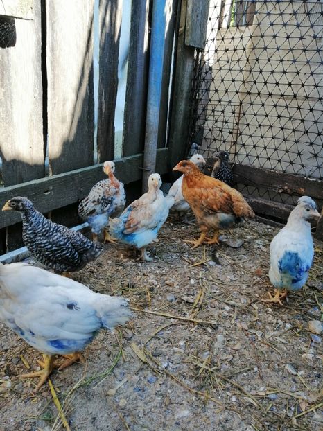  - Pui de găină 2019 un nou inceput