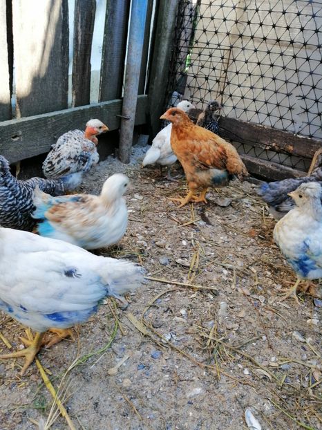  - Pui de găină 2019 un nou inceput