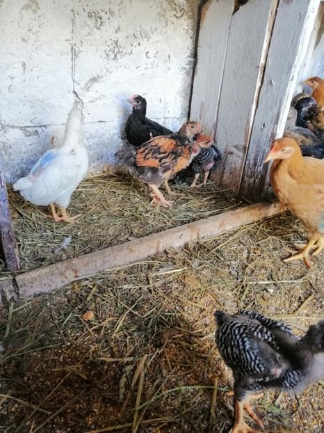  - Pui de găină 2019 un nou inceput