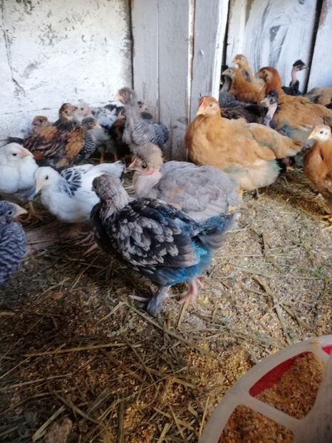  - Pui de găină 2019 un nou inceput