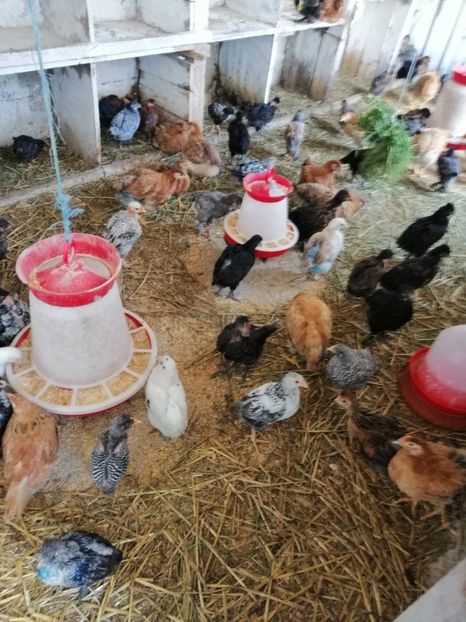  - Pui de găină 2019 un nou inceput