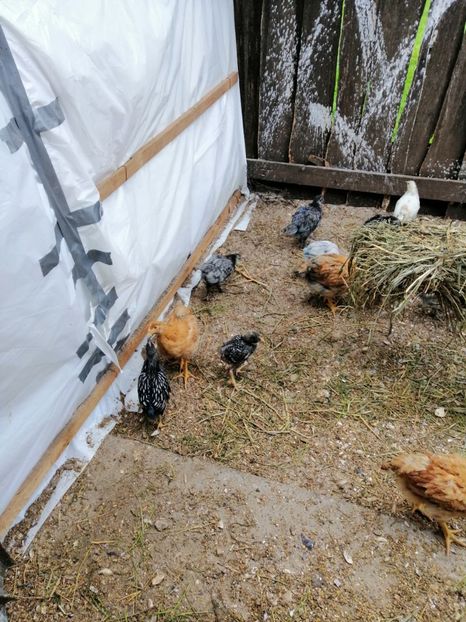  - Pui de găină 2019 un nou inceput